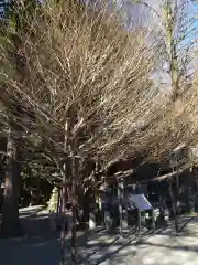 秩父神社の自然