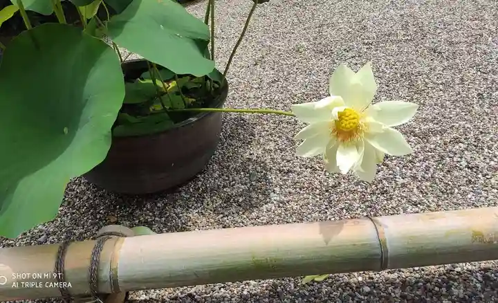 後白河院御聖蹟 法住寺の自然