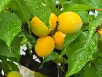 青嶠寺(滋賀県)