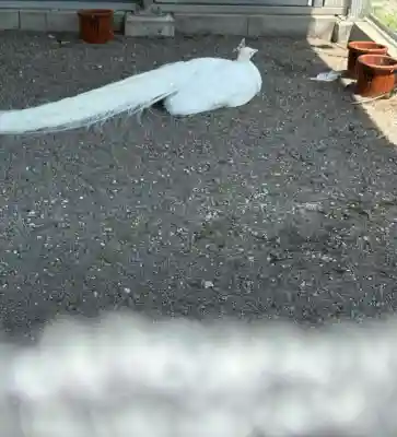 進雄神社(群馬県)