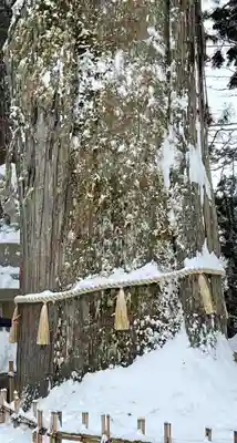 戸隠神社中社(長野県)