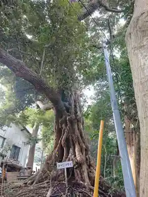 高來神社(神奈川県)