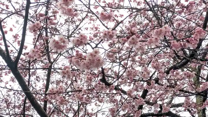 知恩院(京都府)