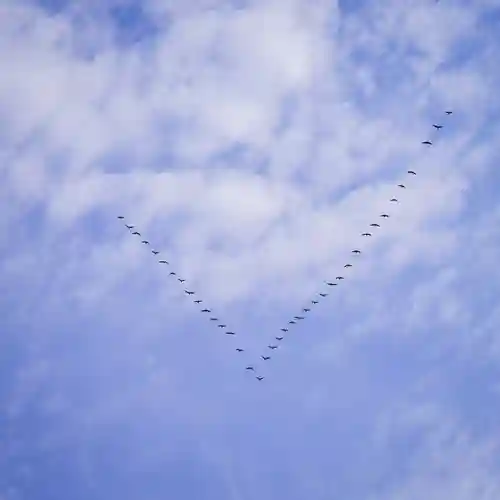 美幌神社の動物