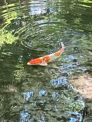 賀茂御祖神社（下鴨神社）(京都府)