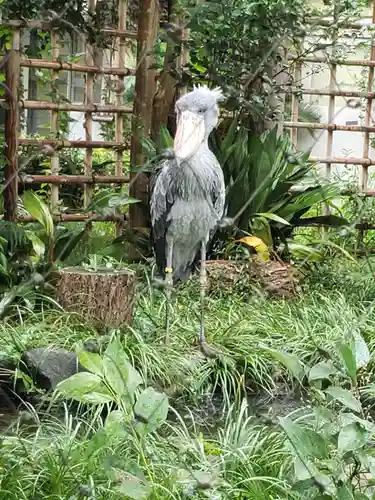 寛永寺不忍池弁天堂の動物