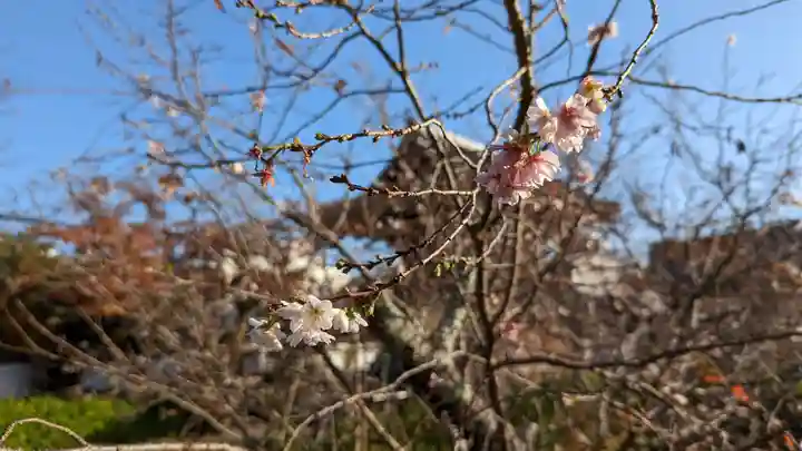 妙蓮寺(京都府)