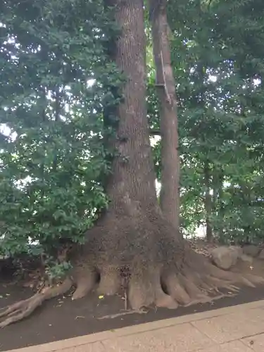 神明氷川神社の自然