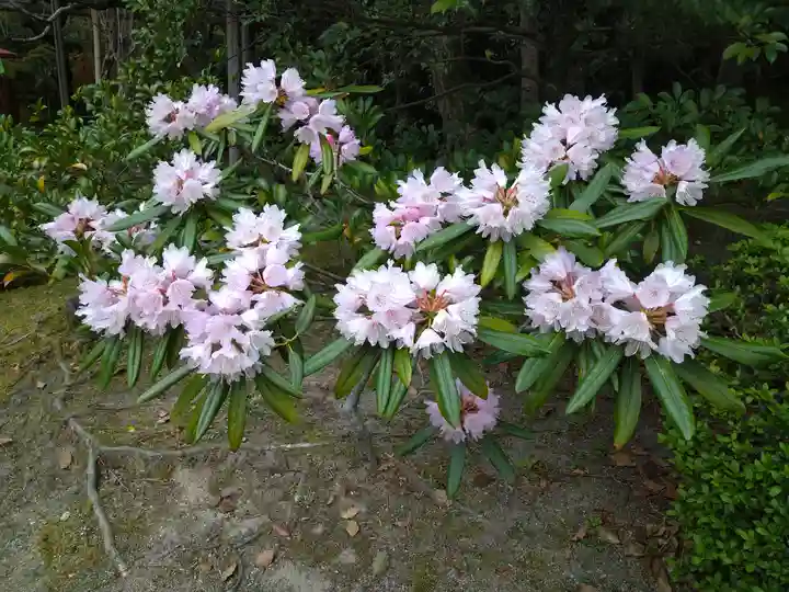 平安神宮の自然