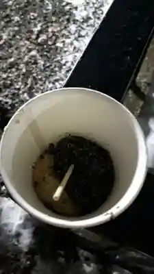 新琴似神社の食事