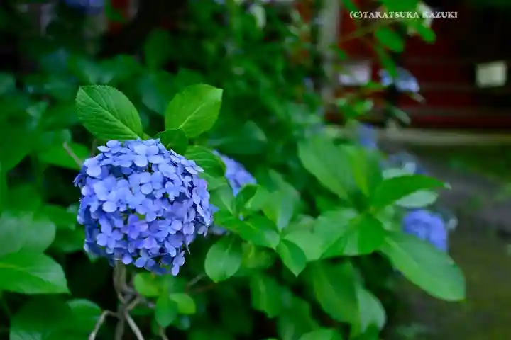 桜神宮(東京都)