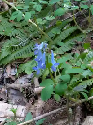 函館八幡宮の{uncategorized: "未分類", other: "その他", undefined: "問題あり", building: "その他建物", grave: "お墓", sacred_gate: "鳥居", guardian: "狛犬", statue: "像", buddha: "仏像", history: "歴史", nature: "自然", garden: "庭園", animal: "動物", pagoda: "塔", temizu: "手水舎", mountain_gate: "山門・神門", sanctuary: "本殿・本堂", subordinate: "末社・摂社", art: "芸術", scenery: "景色", jizo: "地蔵", ema: "絵馬", goshuin: "御朱印", omikuji: "おみくじ", items: "授与品その他", amulet: "お守り", goshuincho: "御朱印帳", eats: "食事", festival: "お祭り", votive_dance: "神楽", shichigosan: "七五三参", wedding: "結婚式", experience: "体験その他", initially: "初詣", around: "周辺", anti_infection: "感染症対策"}