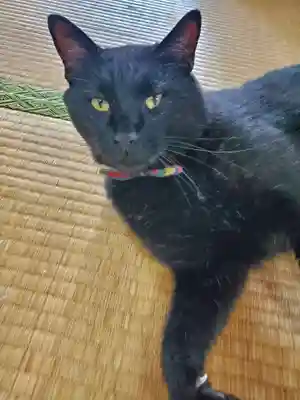 高司神社〜むすびの神の鎮まる社〜(福島県)