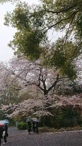 阿佐ヶ谷神明宮の自然