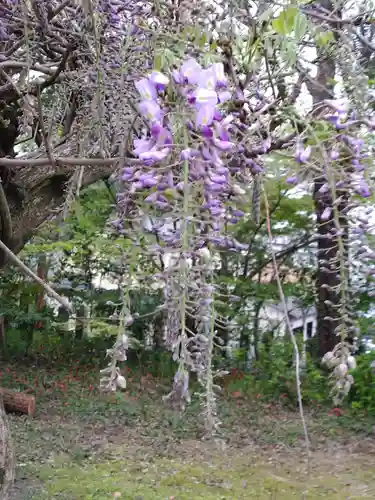 疋野神社(熊本県)