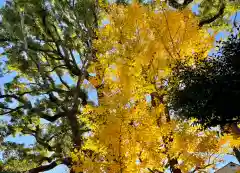 荏原神社の自然