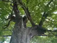 楠木神社(大阪府)