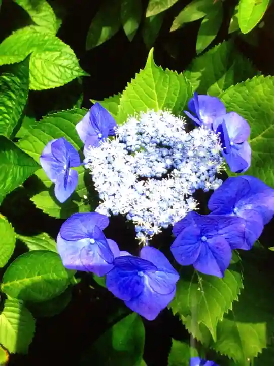 白金氷川神社(東京都)