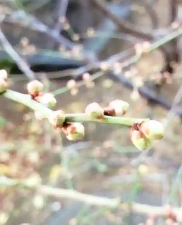 成子天神社(東京都)