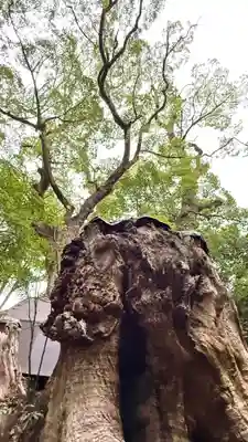 來宮神社(静岡県)