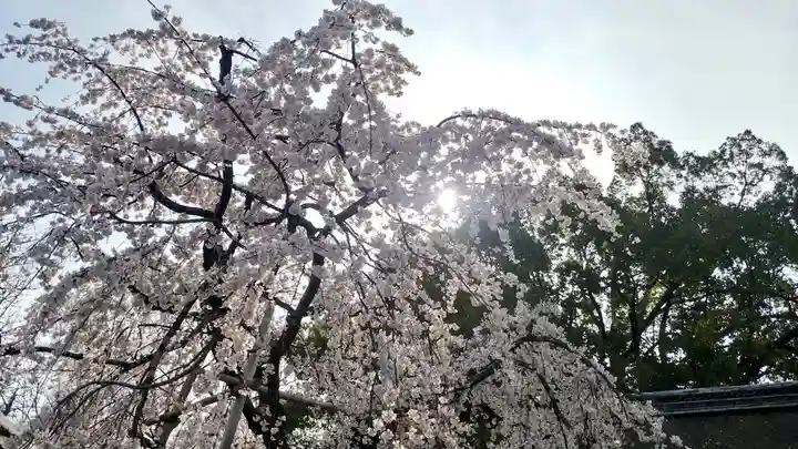 平野神社(京都府)