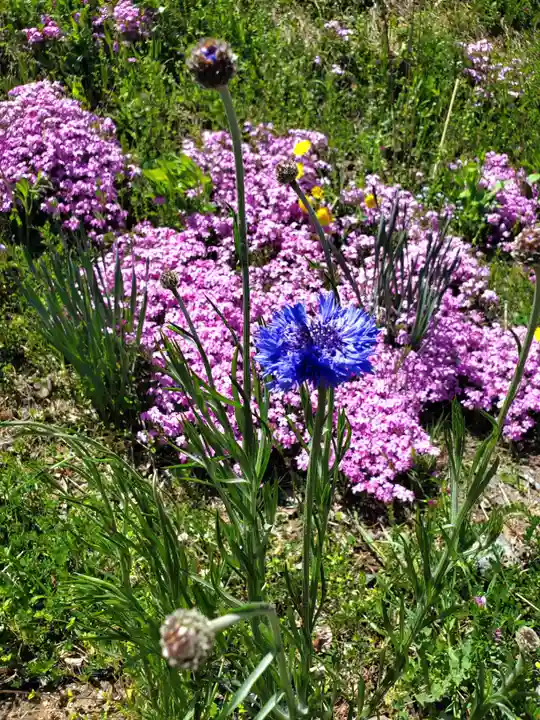 高司神社〜むすびの神の鎮まる社〜(福島県)