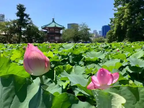 不忍池大黒天堂の景色