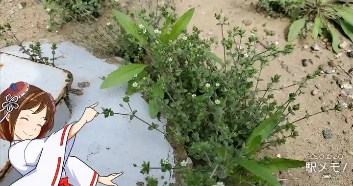 諏訪神社の自然