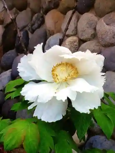 愛染院(東京都)