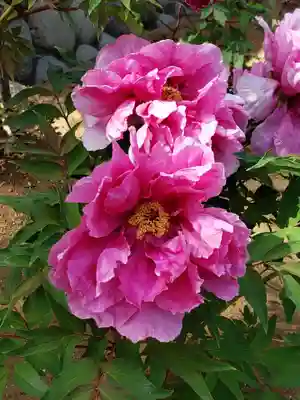 愛染院(東京都)