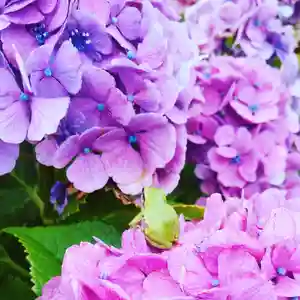 大鏑神社の自然(2020年07月22日(水) 09時07分43秒投稿)