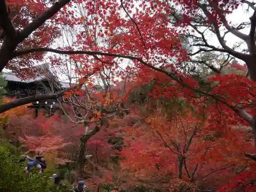 東福禅寺（東福寺）の自然