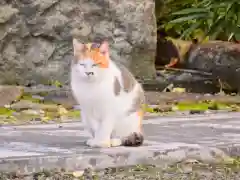 法禅寺の動物