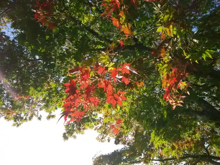相馬妙見宮 大上川神社の自然