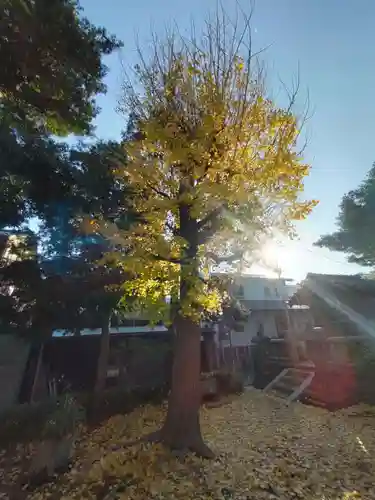 八坂大神の自然