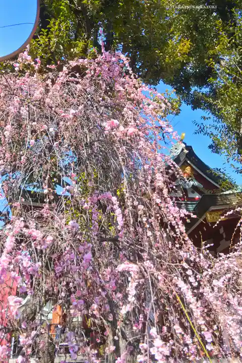 亀戸天神社(東京都)