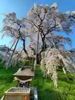 瀧桜神明宮(福島県)