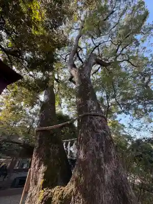 武蔵一宮氷川神社の{uncategorized: "未分類", other: "その他", undefined: "問題あり", building: "その他建物", grave: "お墓", sacred_gate: "鳥居", guardian: "狛犬", statue: "像", buddha: "仏像", history: "歴史", nature: "自然", garden: "庭園", animal: "動物", pagoda: "塔", temizu: "手水舎", mountain_gate: "山門・神門", sanctuary: "本殿・本堂", subordinate: "末社・摂社", art: "芸術", scenery: "景色", jizo: "地蔵", ema: "絵馬", goshuin: "御朱印", omikuji: "おみくじ", items: "授与品その他", amulet: "お守り", goshuincho: "御朱印帳", eats: "食事", festival: "お祭り", votive_dance: "神楽", shichigosan: "七五三参", wedding: "結婚式", experience: "体験その他", initially: "初詣", around: "周辺", anti_infection: "感染症対策"}