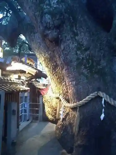 三島神社の自然