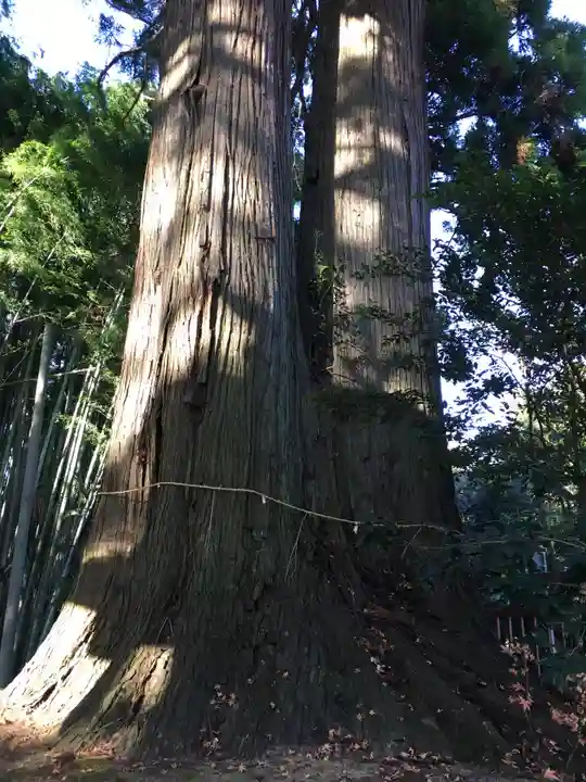 羽梨山神社の自然