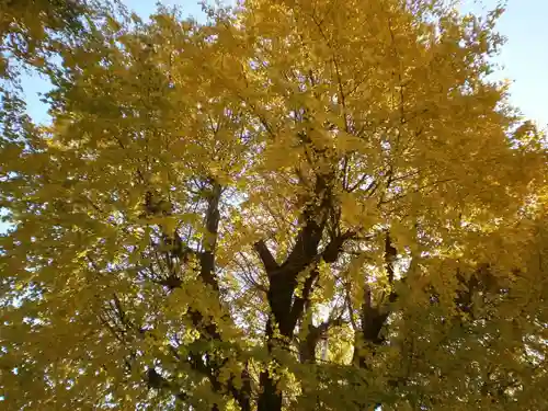 二日市八幡宮の自然