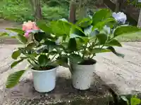 大宮温泉神社(栃木県)