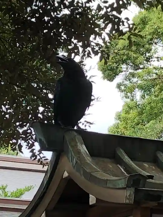 明治神宮の動物