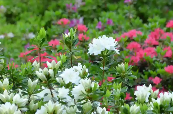 塩船観音寺(東京都)