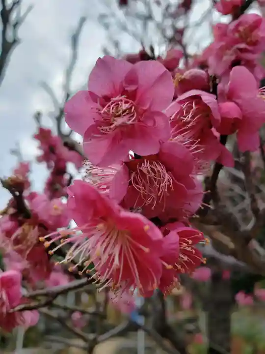 中野沼袋氷川神社(東京都)