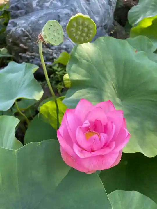 西林寺(愛媛県)