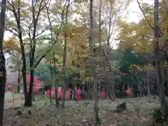 賀茂別雷神社の自然