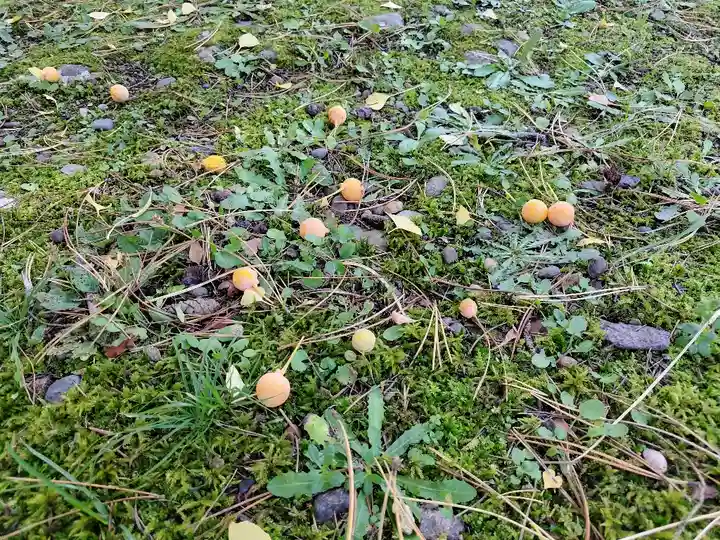 上川神社の自然