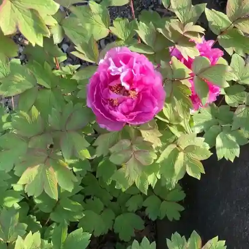 定林山　能成寺(山梨県)