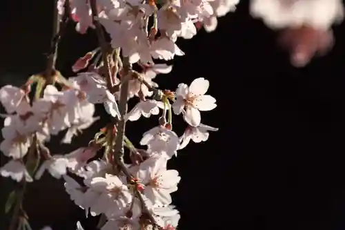 正観音堂の自然